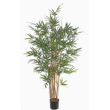 Konstgjord bambu LUCINE, äkta stammar, crossdoor, 170cm Konstgjord bambu LUCINE, äkta stammar, crossdoor, 170cm