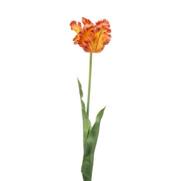 Dekorativ papegojatulpan LUNIA, orange-gul, 70cm