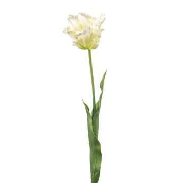 Dekorativ papegojatulpan LUNIA, vit-grön, 70cm