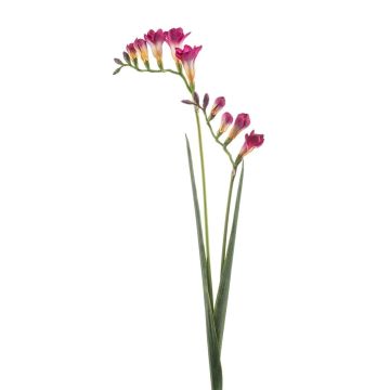 Konstgjord fresiagren SVERINA, cerise, 80cm Konstgjord fresiagren SVERINA, cerise, 80cm
