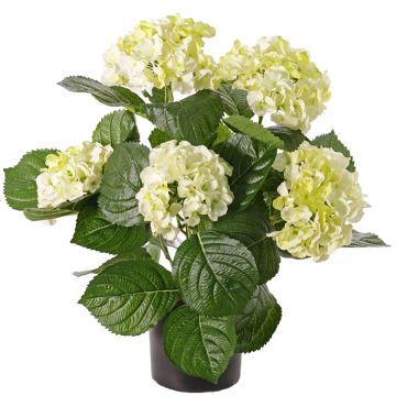 Konstblomma hortensia TEMARI, krämgrön, 40cm, Ø10-12cm Konstblomma hortensia TEMARI, krämgrön, 40cm, Ø10-12cm