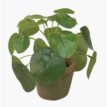 Konstgjord suckulent Pilea peperomioides SYBIL i terrakottakruka, grön, 15cm