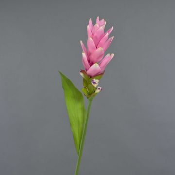 Konstblomma: Kurkuma LAROUCO, rosa, 75cm, Ø8cm Konstblomma: Kurkuma LAROUCO, rosa, 75cm, Ø8cm