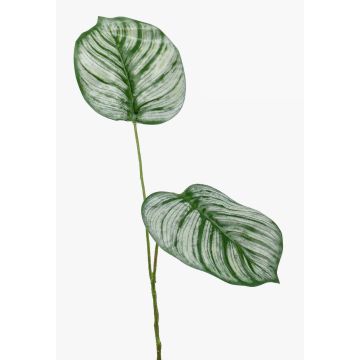 Konstgjord gren Calathea Orbifolia TAMARIU, grön-vit, 50cm