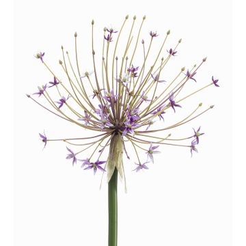 Stor konstblomma Allium GETARIA, lila, 105cm Stor konstblomma Allium GETARIA, lila, 105cm