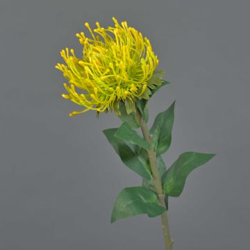 Konstblomma nålkudde Protea HERVAS, gul, 70cm, Ø12cm Konstblomma nålkudde Protea HERVAS, gul, 70cm, Ø12cm