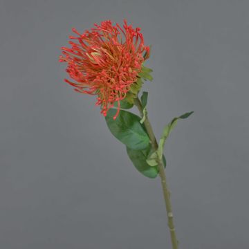 Konstgjord blomma, nålkudde Protea HERVAS, röd-orange, 70cm, Ø12cm Konstgjord blomma, nålkudde Protea HERVAS, röd-orange, 70cm, Ø12cm
