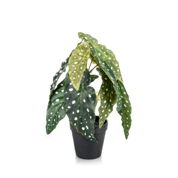 Konstgjord växt, forellbegonia JOELLE, grön-vit, 30cm Konstgjord växt, forellbegonia JOELLE, grön-vit, 30cm