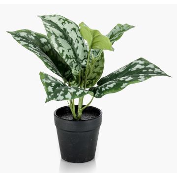 Konstväxt fläckig murgröna OBASI, grön-vit, 25cm