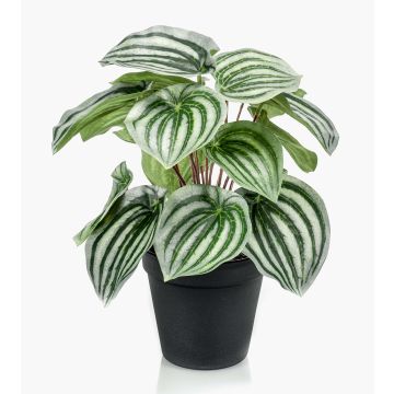 Konstväxt dvärgpeppar KEPANO, grön-vit, 25cm