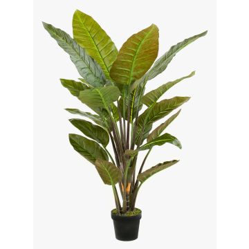 Konstgjord strelitzia RIBERA, grön, 135cm Konstgjord strelitzia RIBERA, grön, 135cm
