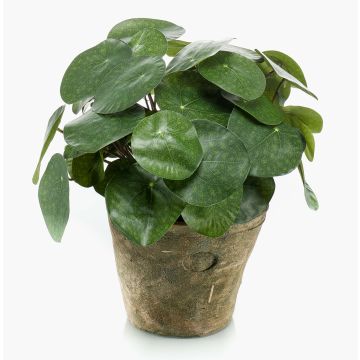 Konstgjord suckulent Pilea peperomioides SYBIL i terrakottakruka, grön, 22cm Konstgjord suckulent Pilea peperomioides SYBIL i terrakottakruka, grön, 22cm