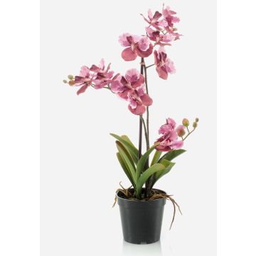 Konstblomma Vanda-orkidé CAMPO, rosa-cerise, 60cm Konstblomma Vanda-orkidé CAMPO, rosa-cerise, 60cm