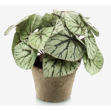 Konstväxt bladbegonia MEIRA i terrakottakruka, buskig, grågrön, 25cm Konstväxt bladbegonia MEIRA i terrakottakruka, buskig, grågrön, 25cm