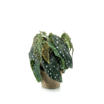 Konstväxt forellbegonia JOELLE, terrakottakruka, buskig, grön-vit, 30cm Konstväxt forellbegonia JOELLE, terrakottakruka, buskig, grön-vit, 30cm