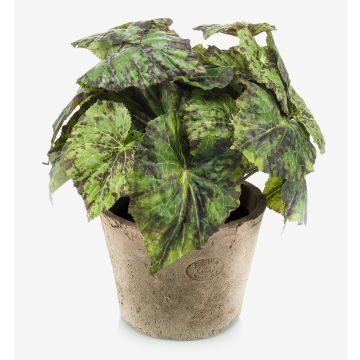 Konstväxt bladbegonia MEIRA i terrakottakruka, buskig, grön-svart, 25cm Konstväxt bladbegonia MEIRA i terrakottakruka, buskig, grön-svart, 25cm