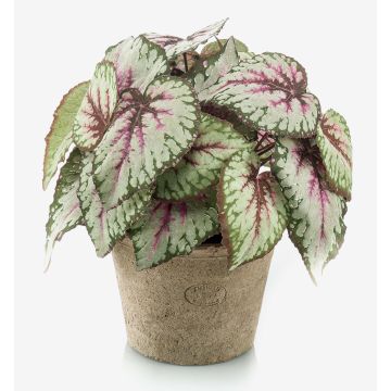 Konstväxt bladbegonia MEIRA i terrakottakruka, buskig, grön-rosa, 25cm Konstväxt bladbegonia MEIRA i terrakottakruka, buskig, grön-rosa, 25cm