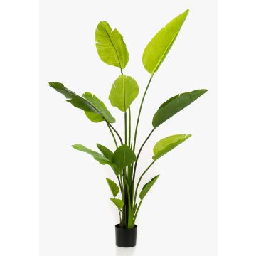 Konstgjord strelitzia BEDAR, grön, 150cm Konstgjord strelitzia BEDAR, grön, 150cm