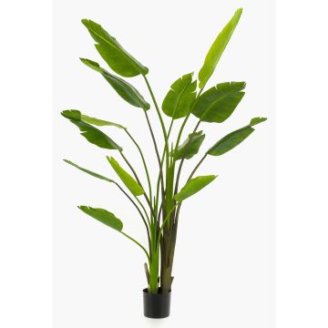 Konstgjord strelitzia BEDAR, grön, 180cm Konstgjord strelitzia BEDAR, grön, 180cm