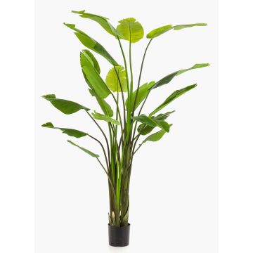 Konstgjord strelitzia BEDAR, grön, 235cm Konstgjord strelitzia BEDAR, grön, 235cm