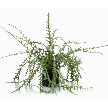 Konstgjord suckulent, korallkaktus BERJA, hängande, grön, 50cm Konstgjord suckulent, korallkaktus BERJA, hängande, grön, 50cm
