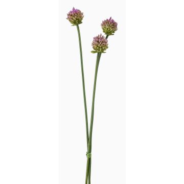 Konstblommor Allium-blombukett LAMDA, violett-grön, 65cm, Ø4cm Konstblommor Allium-blombukett LAMDA, violett-grön, 65cm, Ø4cm