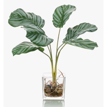 Konstväxt Calathea Orbifolia AGINA i glaskruka, grön-vit, 35cm