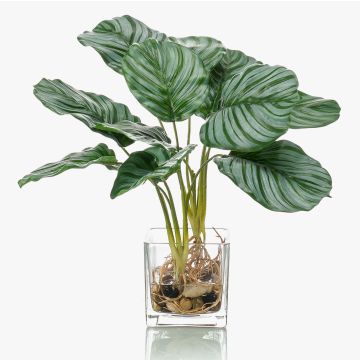 Konstväxt Calathea Orbifolia AGINA i glaskruka, grön-vit, 40cm