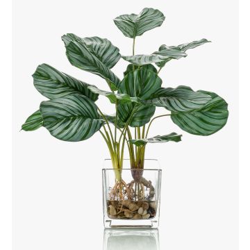 Konstväxt Calathea Orbifolia AGINA i glaskruka, grön-vit, 45cm