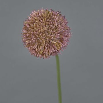 Konstgjord allium NATASHA, lila, 65cm, Ø10cm Konstgjord allium NATASHA, lila, 65cm, Ø10cm