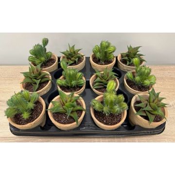 Konstgjord blomsterarrangemang med suckulenter GLAVEN i terrakottakruka, 12 stycken, grön, 12-13cm Konstgjord blomsterarrangemang med suckulenter GLAVEN i terrakottakruka, 12 stycken, grön, 12-13cm