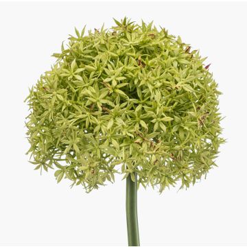 Konstgjord allium PRAXEN, grön, 90cm Konstgjord allium PRAXEN, grön, 90cm