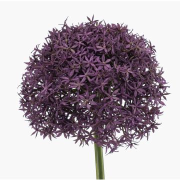 Konstgjord allium PRAXEN, mörklila, 90cm Konstgjord allium PRAXEN, mörklila, 90cm