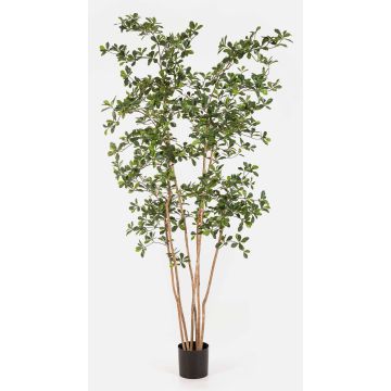 Konstgjord trädart Bucida Buceras LEANDRI, naturstam, grön, 210cm Konstgjord trädart Bucida Buceras LEANDRI, naturstam, grön, 210cm
