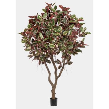 Konstväxt Ficus elastica THIM, konststam, röd-vit-grön, 295cm Konstväxt Ficus elastica THIM, konststam, röd-vit-grön, 295cm