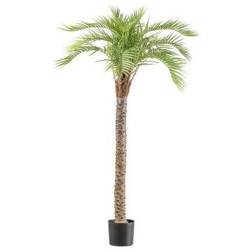 Konstgjord Macauba-palm HADLEY, 175cm