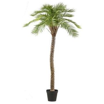 Konstgjord Macauba-palm HADLEY, dekorativ kruka, 235cm