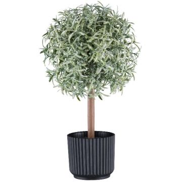 Dekorativt rosmarin, högväxande WINDAR, fryst, dekorativ kruka, grön-vit, 26cm