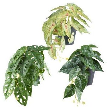 Konstväxter Mix hängande REFIS, Calathea Ornata, Adanson-Monstera, Caladium, 3 st, dekorativ kruka, grön-mångfärgad, 30cm, Ø20cm Konstväxter Mix hängande REFIS, Calathea Ornata, Adanson-Monstera, Caladium, 3 st, dekorativ kruka, grön-mångfärgad, 30cm, Ø20cm
