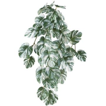 Dekorativ hängväxt, Philodendron monstera deliciosa variegata TRANE, stickpinne, grön-vit, 50cm