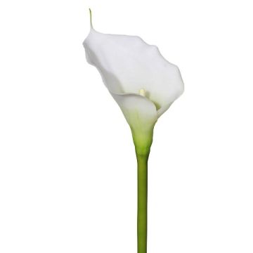 Plastblomma Calla GOLMA, vit, 70cm Plastblomma Calla GOLMA, vit, 70cm