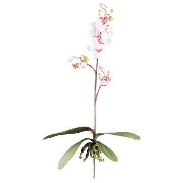 Konstgjord Phalaenopsis-orkidé MALZA, stödpinne, rötter, vit-lila, 55cm