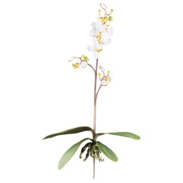 Konstgjord Phalaenopsis-orkidé MALZA, stödpinne, rötter, krämfärgad, 55cm Konstgjord Phalaenopsis-orkidé MALZA, stödpinne, rötter, krämfärgad, 55cm