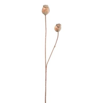 Dekorativ kvist med vallmofrökapslar ORIONLA, ljusbrun, 65cm, Ø3,5-4cm