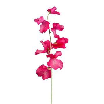 Konstgjord blomma Lathyrus latifolius TERRAT, cerise, 50cm Konstgjord blomma Lathyrus latifolius TERRAT, cerise, 50cm