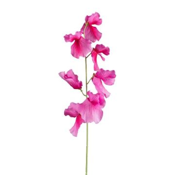 Konstgjord blomma Lathyrus latifolius TERRAT, violett, 50cm Konstgjord blomma Lathyrus latifolius TERRAT, violett, 50cm