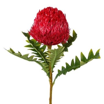 Dekorationsblomma Banksia serrata PONGER, vinröd, 70cm Dekorationsblomma Banksia serrata PONGER, vinröd, 70cm
