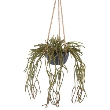 Dekorativ Rhipsalis pilocarpa hängkruka VEXORY, dekorativ kruka, hängande, grön, 80cm Dekorativ Rhipsalis pilocarpa hängkruka VEXORY, dekorativ kruka, hängande, grön, 80cm