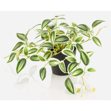 Konstväxt Tradescantia zebrina DIHALLO i dekorativ kruka, grön-vit, 19cm