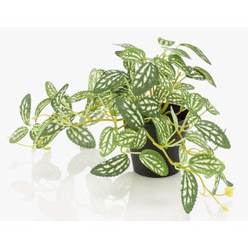 Konstväxt dvärgpeppar MIHALLA i dekorativ kruka, grön-vit, 19cm